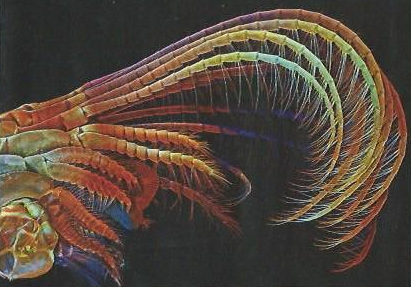 Sélect Photo fouets colorés de CIRRIPEDE, crustacé, Igor SIWANOWICZ-Inst. Howard Hughes, USA, concours Olympus Bioscopes-Pr la SC; 249- 2015opesustacé