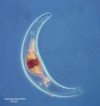 photo lancton  dinoflagellé, Laboratoire de Villefranche/mer, CNRS