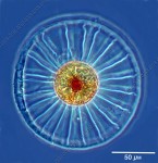 Plancton-diatomée marine- Planktoniella sol-Villefranche sur mer- CNRS Phptothèque