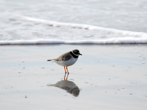 BDU_Oiseaux